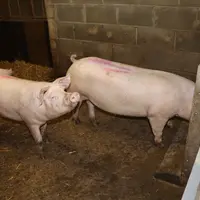 Axiom préconise pour les cochettes Adénia et Vénus un optimum de poids à l’IA de 150-155 kg, pour un âge de 255 jours minimum.