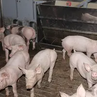 L’acide benzoïque à 0,5 % dans l’aliment charcutier permet de réduire l’impact sur le changement climatique de 6 %.