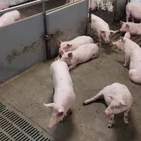 Gisoir thermorégulé et positionné en milieu de case pour faciliter sa propreté.