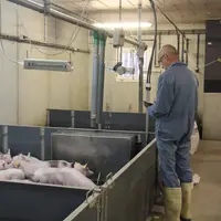 porcelets en post-sevrage station de recherche expérimentale  porcine Crécom chambres d'agriculture de Bretagne