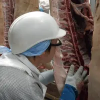Attention, cette photo n'est pas une photo Réussir. © Vion. Nez humain dans un abattoir Vion néerlandais. détection des odeurs de carcasse de mâle ent