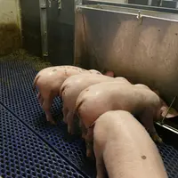 Porc au nourrisseur