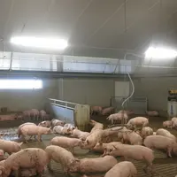 porcs en engraissement
