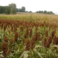 Culture du sorgho dans le Haut-Rhin (chez Daniel Christnacher). Epis. Inflorescences