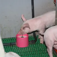 tasse à lait coupelles provimi porcelet maternité