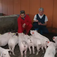 salarié élevage de sélection axiom