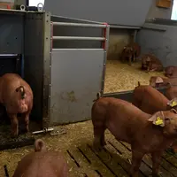 Sélection de porcs sociables