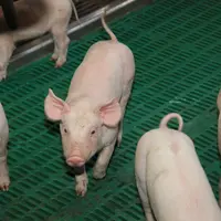 porcelet en maternité avec queue entière
