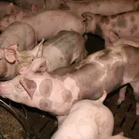 porcs charcutiers engraissement abreuvement