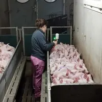 vaccination porcelets