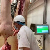 abattage de porcs mâles entiers