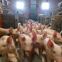 Les porcelets sociabilisés sont très curieux et explorent beaucoup leur environnement