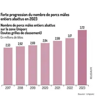 Forte progression du nombre de porcs mâles entiers abattus en 2023Nombre de porcs mâles entiers abattus sur la zone Uniporc (toutes grilles de classem
