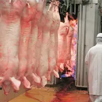 Abattoir de la Cooperl. carcasses de porcs. viande de porc. salarié au travail. filière porcine. secteur porcin.  abattage et transformation.