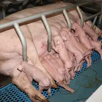 porcelets et leur mère en maternité