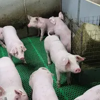 Les porcelets préfèrent la luzerne à un matériau manipulable