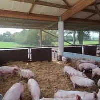 porcs bio sur paille