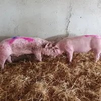 Les porcs mâles entiers sont plus actifs et par conséquent plus agressifs aussi. Des moyens existent pour réduire cette agressivité.