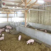 bâtiment porc sur paille