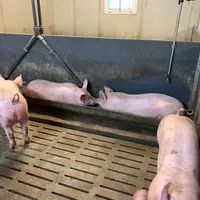 porcs en engraissement