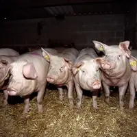 quarantaine cochette