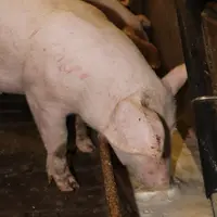 porcs à l'auge