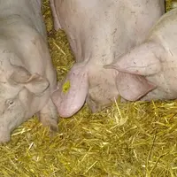 porc sur paille
