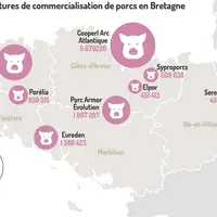 Les huit structures de commercialisation de porcs en Bretagne