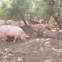 Les arbres offrent de l’ombre aux porcs en plein-air pour les protéger de la chaleur estivale.