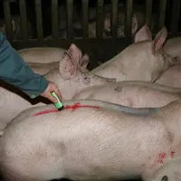 marquage porc charcutier
