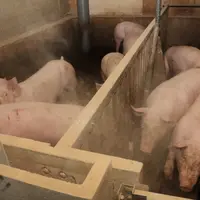 L’activité des animaux, les interventions humaines et la ventilation du bâtiment entraînent la mise en suspension des particules.