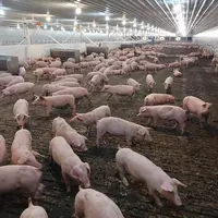 Axiom collabore avec Dabaco Group, une société vietnamienne dont l'activité porc représente 50 000 truies.