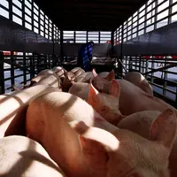 Attention : mention "archives" obligatoire. Transport des porcs / Porcins en bétaillère / Déchargement des porcs pour l'abattoir / animaux dans un cam