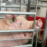 L'aliment péri mise bas vise à assurer un bon déroulé des naissances et du démarrage de la lactation tout en limitant le risque digestif pour les porc