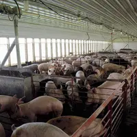 Porcins /  / elevage aux USA  / porcs à l'engrais en confinement
