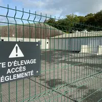 Près de 7 000 élevages de porcs français ont été audité sur leur niveau de biosécurité.