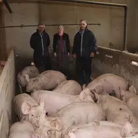 porcs charcutiers engraissement