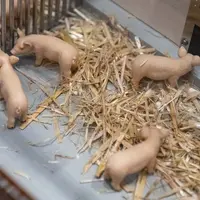 Les innovations porc et biogaz primées au salon Eurotier 2024