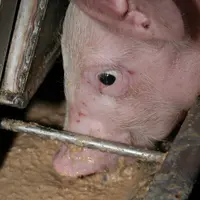 Valoriser les sous-produits dans l’alimentation des porcelets
