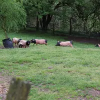 porc basque en plein air