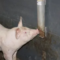 Deux niveaux d’application des normes bien-être dans les élevages de porcs de l'UE