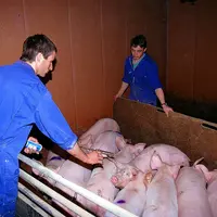 porcins / salariés porchers / vaccination des porcelets de post-sevrage