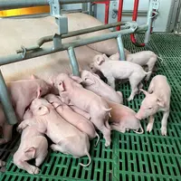 Le syndrome Sins peut s’observer dès les premières heures de vie du porcelet, montant qu’il se développe in utéro et que sa ma