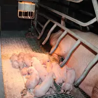 Le syndrôme de dysgalactie post-partum se caractérise par une production insuffisante ou une absence de lait chez la truie.</e