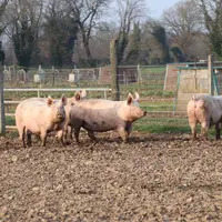 « Une réglementation sur la biosécurité non adaptée aux élevages de porc plein air »