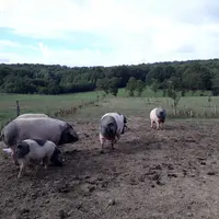 L'Etat veut renforcer la biosécurité des petits élevages de porcs.