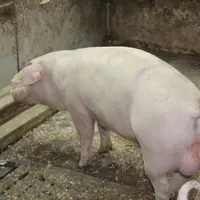 mâle entier non castré