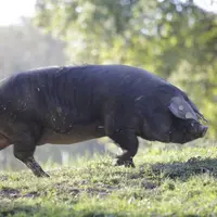 Le projet Geronimo explore les possibilités de sélectionner la race porc gascon.