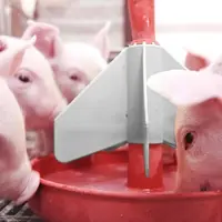 Les porcelets reçoivent le complément nutritionnel durant leur première semaine de vie et en début de post-sevrage.