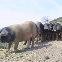 Porcs charcutiers Pierre Oteiza Les Aldudes